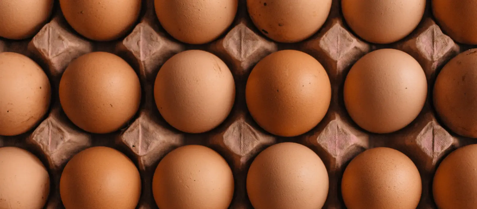Rows of chicken eggs in an egg carton