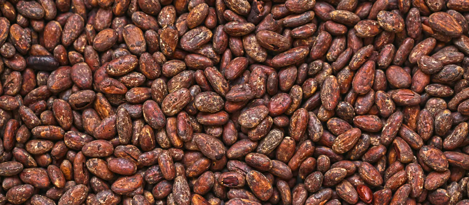 A pile of cocoa beans