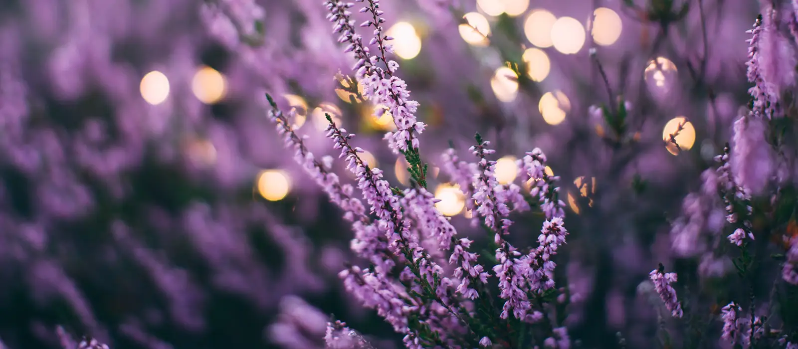 Purple flowers on a lavender plant